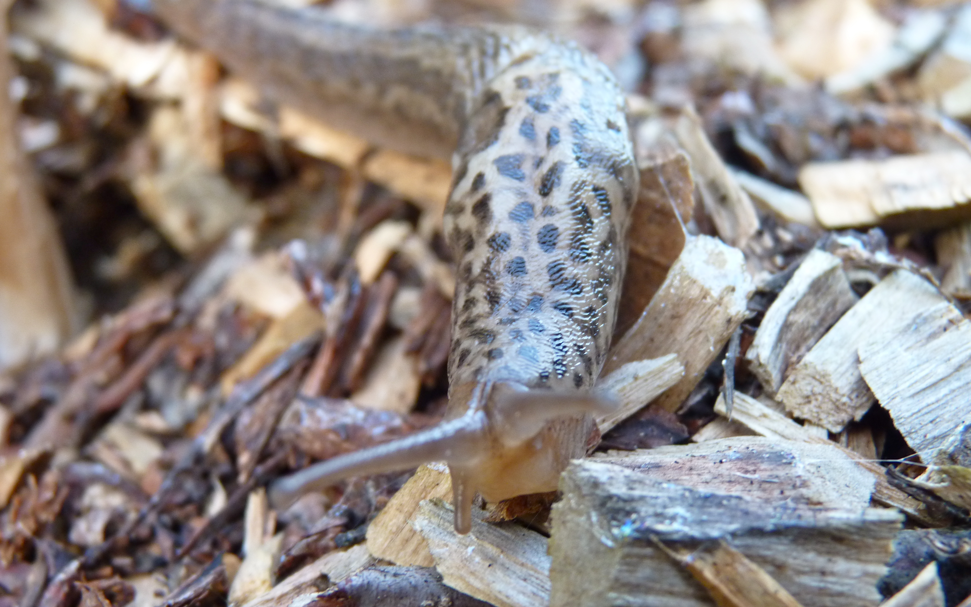Nag Insect Loving the Bug | Pete Cooper Wildlife