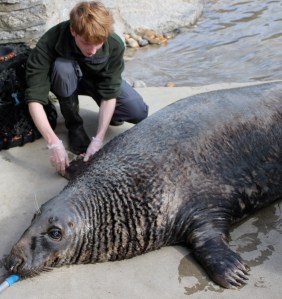 Checking the flippers of Yulelogs
