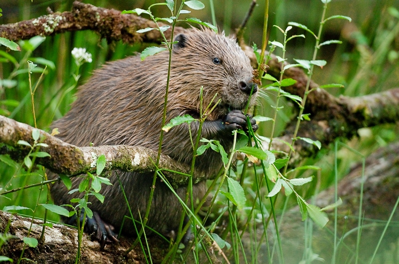 The Devon Beavers: Brave New World? | Pete Cooper Wildlife
