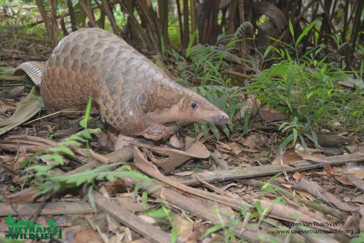 pangolin