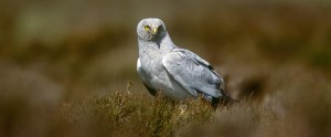 hen-harrier